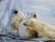 Jegesmedvék 7 részes ágynemű garnitúra